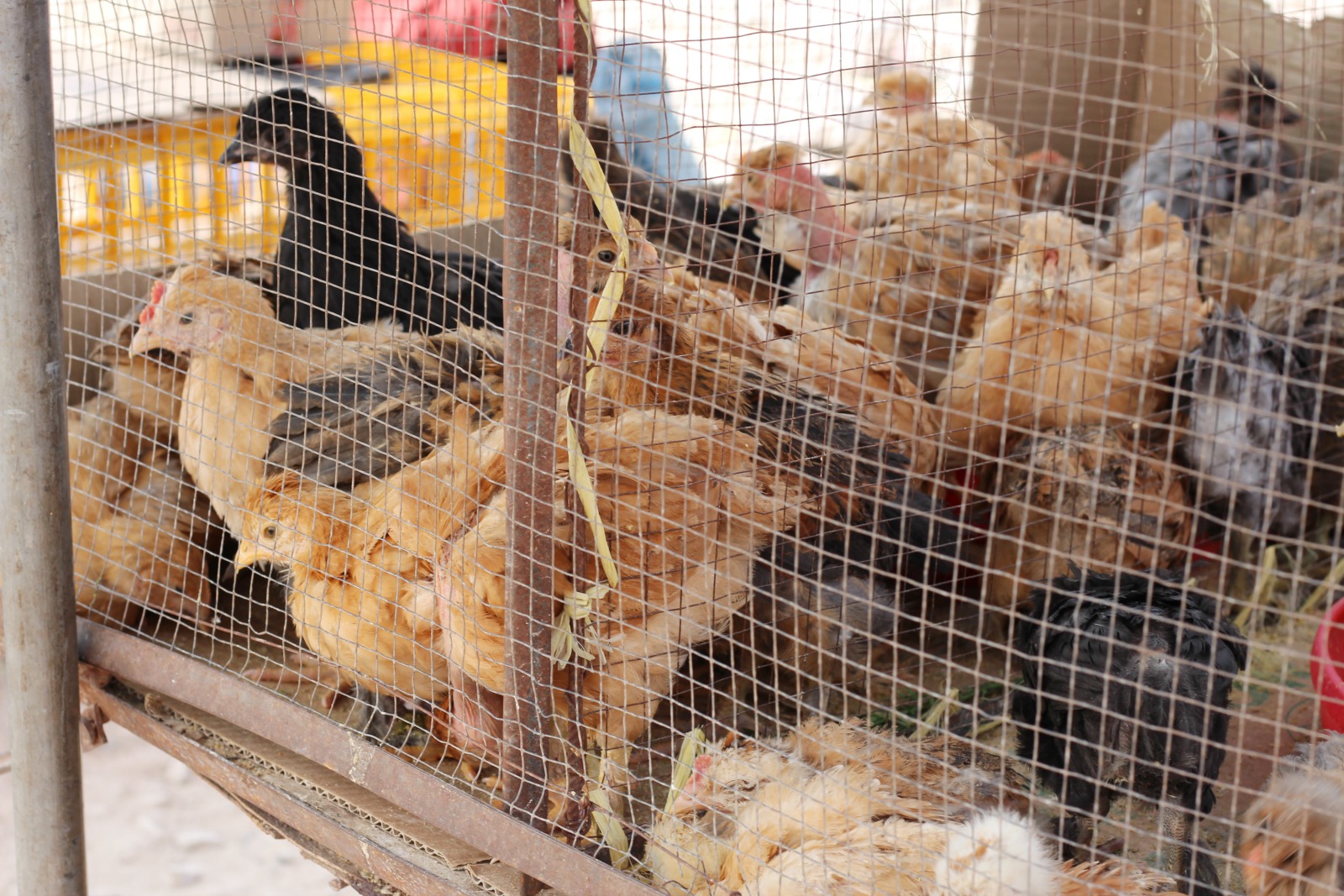 chickens-urubamba-market