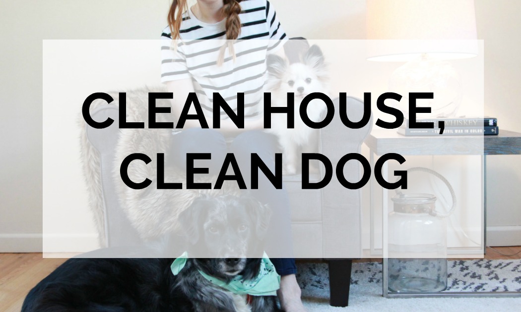 Dog Cleaning Hacks | Have a clean house with dogs